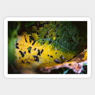 Leaf Consumption. Nature Photography Magnet